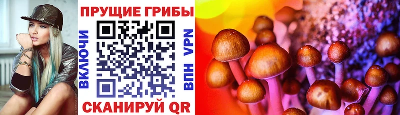 купить   Горячий Ключ  Галлюциногенные грибы Cubensis 