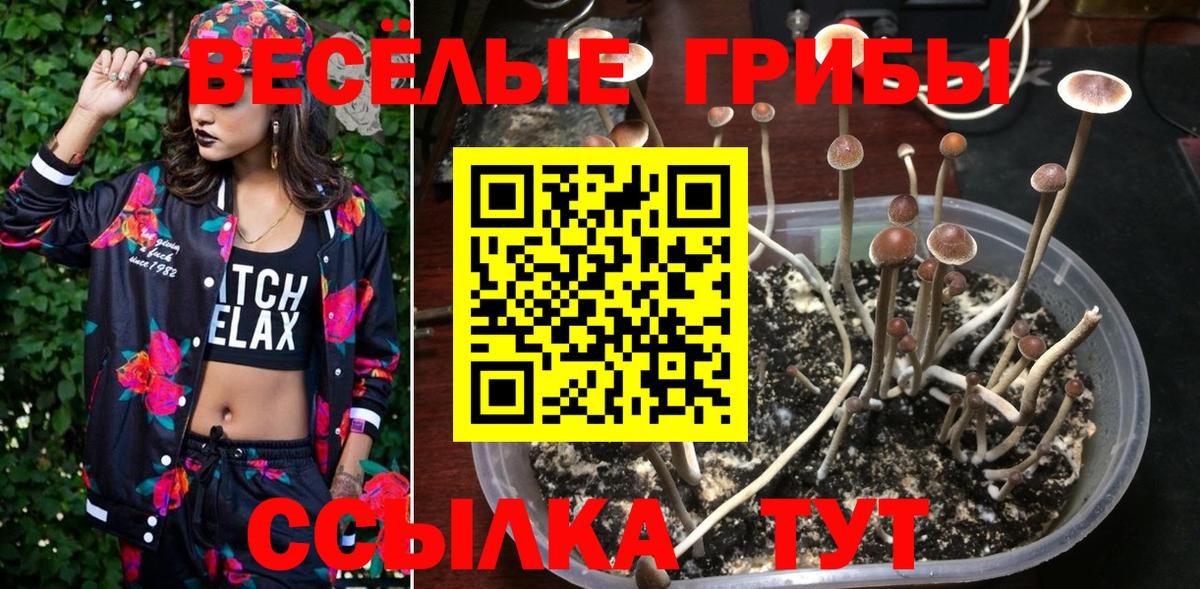 Псилоцибиновые грибы Psilocybine cubensis Горячий Ключ